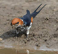 Lesser Striped Swallow