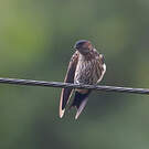 Hirondelle striolée