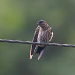 Hirondelle striolée