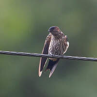 Hirondelle striolée