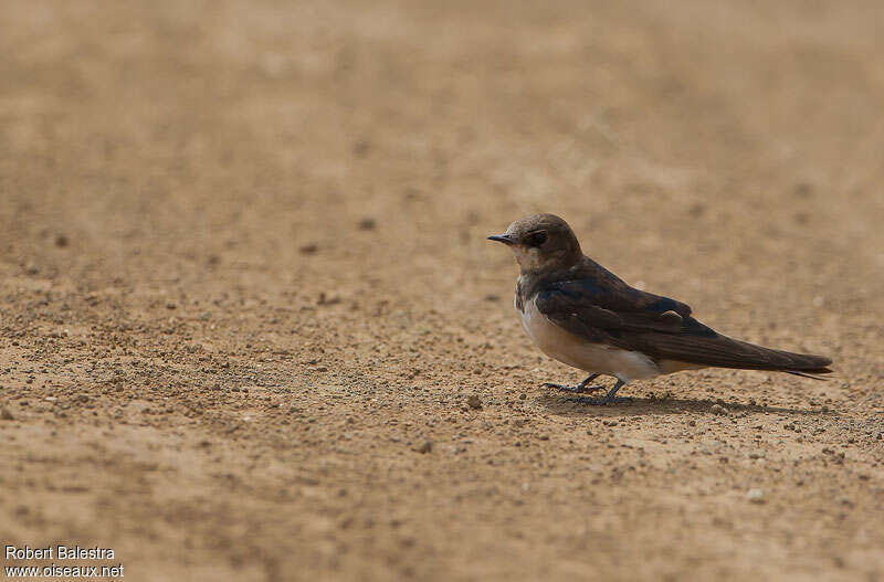 South African Cliff Swallowjuvenile, identification