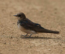 South African Cliff Swallow