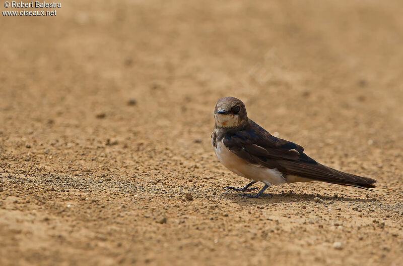 South African Cliff Swallowjuvenile