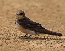 South African Cliff Swallow