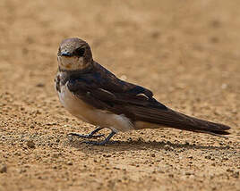 Hirondelle sud-africaine