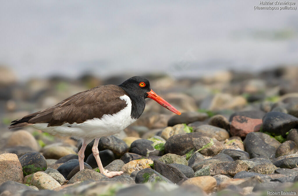 American Oystercatcher