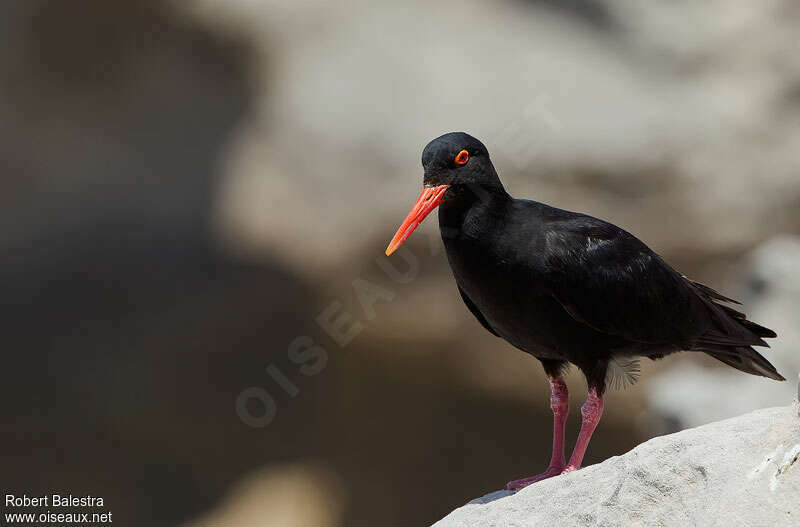 African Oystercatcheradult, identification