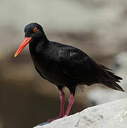 African Oystercatcher