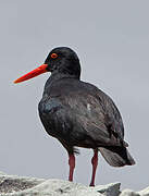 African Oystercatcher