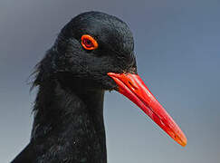 African Oystercatcher