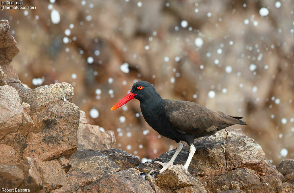Blackish Oystercatcher