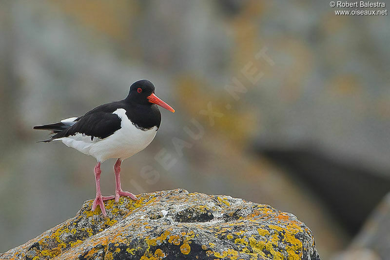 Eurasian Oystercatcher