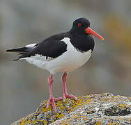 Eurasian Oystercatcher