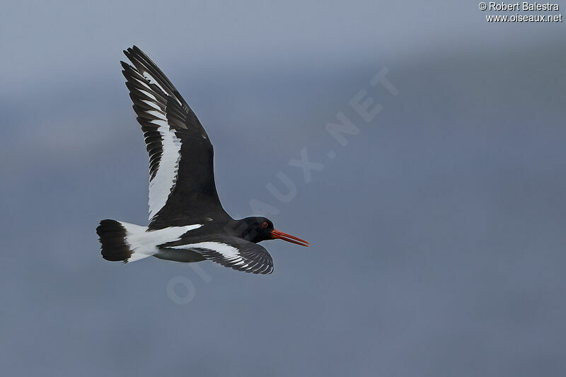 Eurasian Oystercatcher