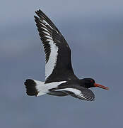 Eurasian Oystercatcher