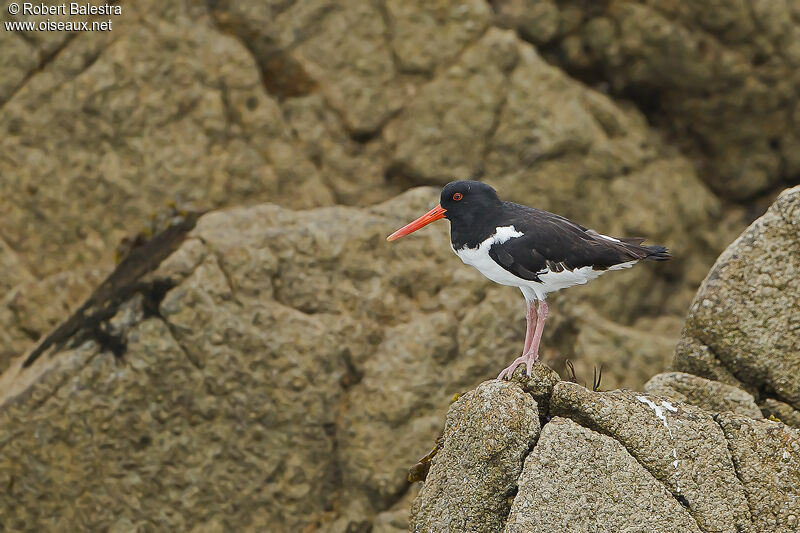 Eurasian Oystercatcher