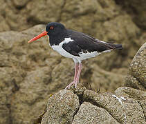 Eurasian Oystercatcher