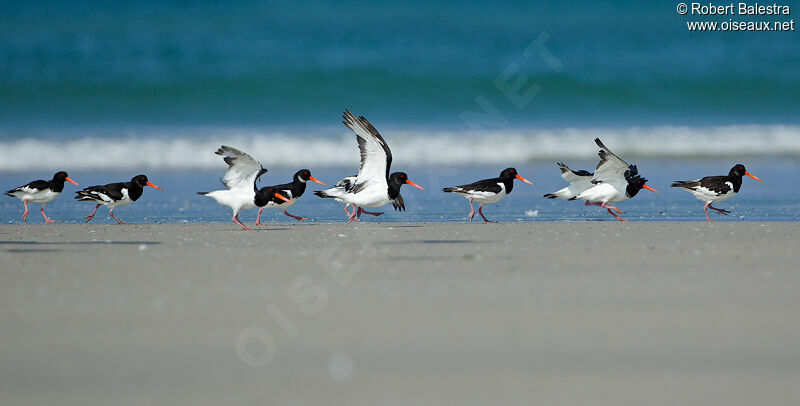 Eurasian Oystercatcher