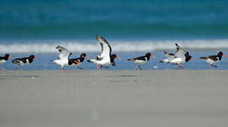 Eurasian Oystercatcher