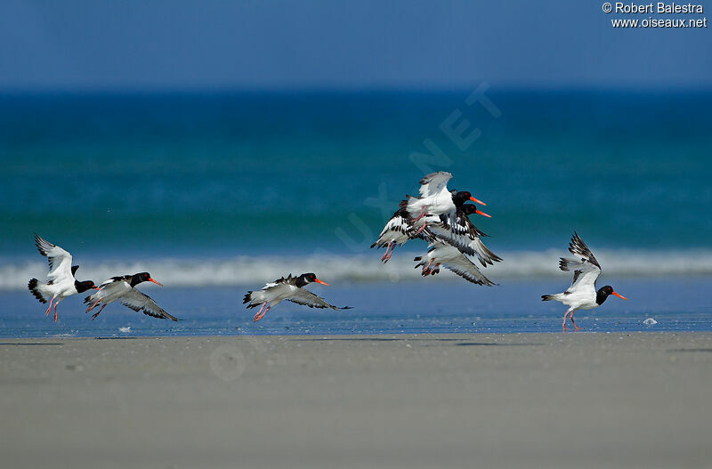 Eurasian Oystercatcher