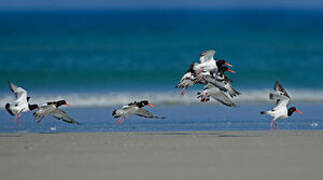 Eurasian Oystercatcher