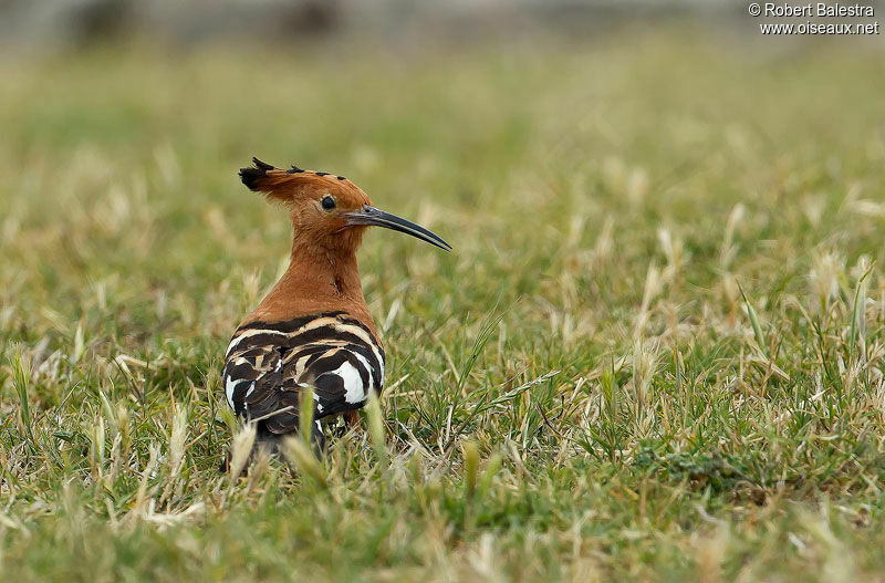 African Hoopoe