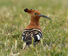 African Hoopoe