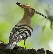 Eurasian Hoopoe