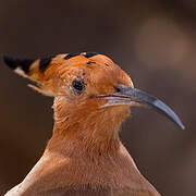 Eurasian Hoopoe