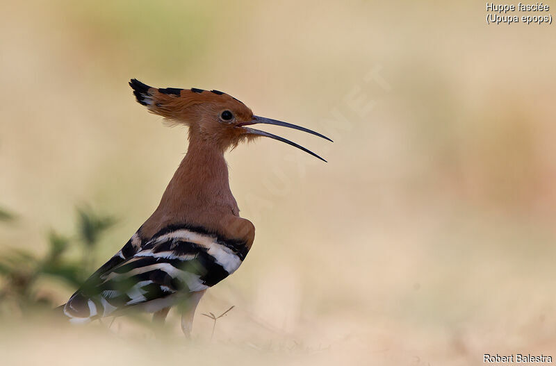 Eurasian Hoopoe