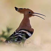 Eurasian Hoopoe