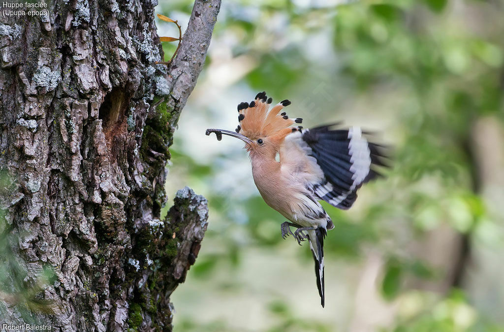 Eurasian Hoopoe