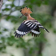 Eurasian Hoopoe