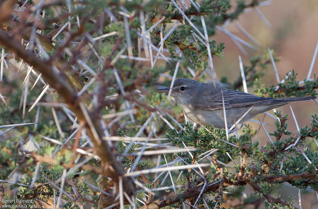 Upcher's Warbler, habitat, pigmentation