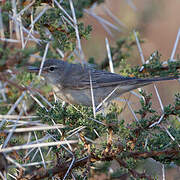 Upcher's Warbler