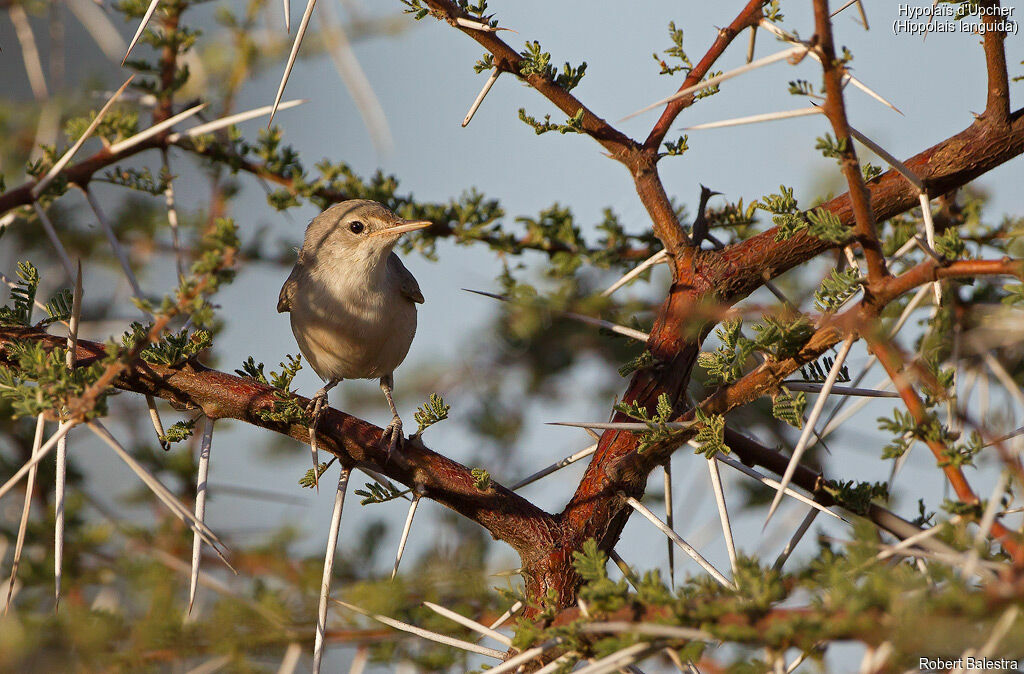 Upcher's Warbler