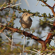 Upcher's Warbler