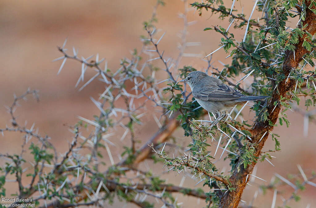 Upcher's Warbleradult, identification