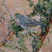 Upcher's Warbler