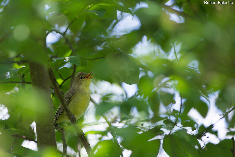 Icterine Warbler male, song