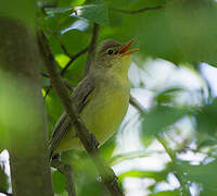 Icterine Warbler