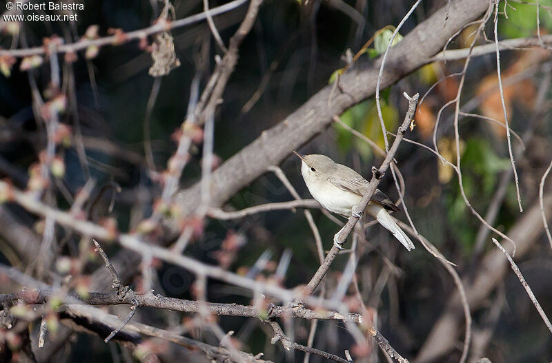 Eastern Olivaceous Warbler