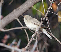 Eastern Olivaceous Warbler