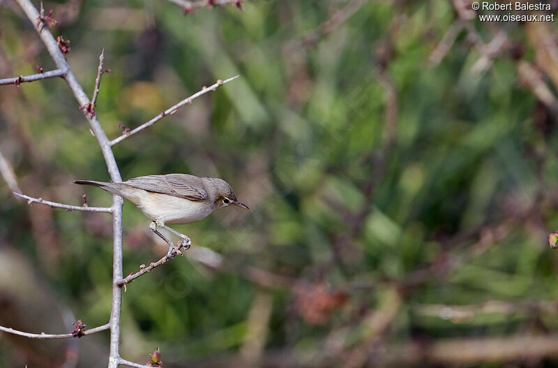 Eastern Olivaceous Warbler