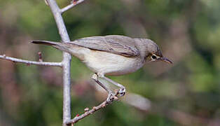 Eastern Olivaceous Warbler