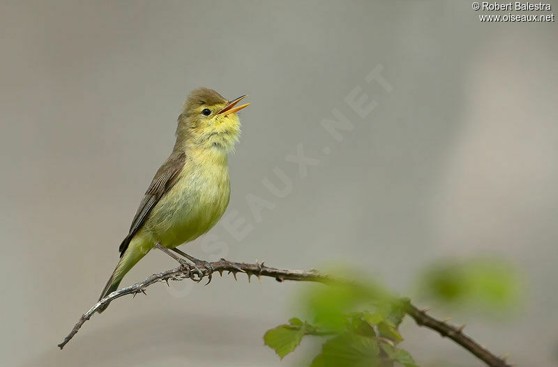 Melodious Warbler male adult