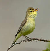 Melodious Warbler