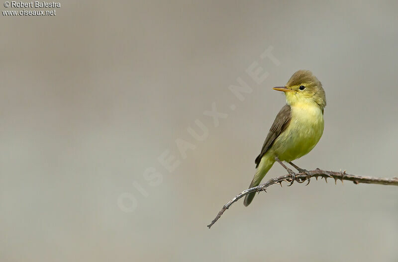 Melodious Warbler