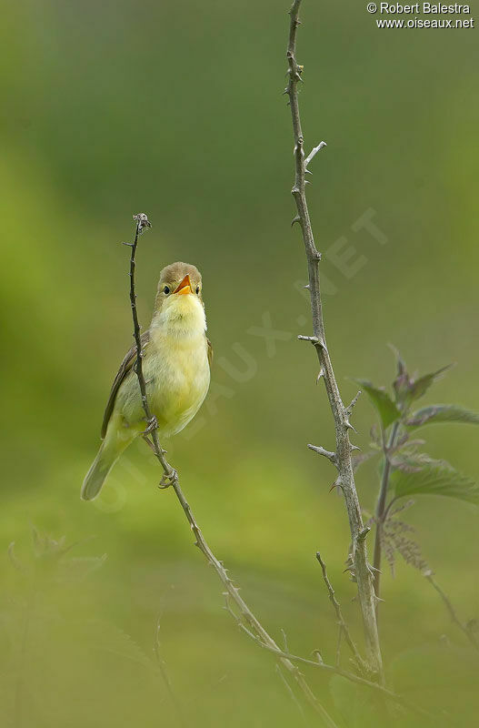 Melodious Warbler