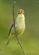 Melodious Warbler